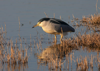 Nycticorax_1.jpg