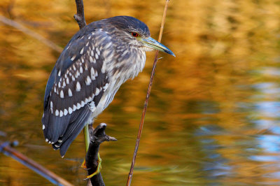 Nycticorax_2.jpg