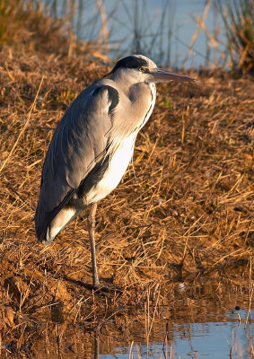 Ardea-cinerea_3.jpg