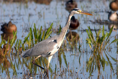 Ardea-cinerea_2.jpg
