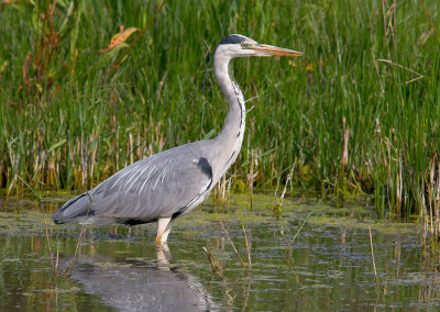 Ardea-cinerea_1.jpg
