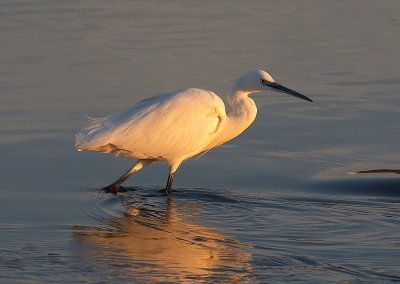 Egretta-garzetta_2.jpg