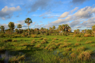 eembuc Wetlands (2)