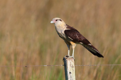 Chimachima (Milvago chimachima)