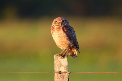 Lechucita vizcachera (Athene cunicularia)