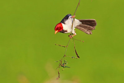 Cardenilla (Paroaria capitata)