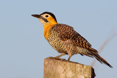 Carpintero campestre (Colaptes campestris)