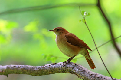 Hornero (Furnarius rufus)