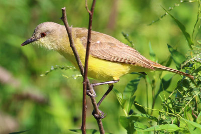 Caballerizo (Machetornis rixosus)