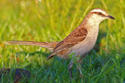 Calandria grande (Mimus saturninus)