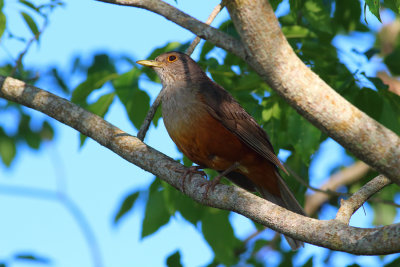 Zorzal colorado (Turdus rufiventris)