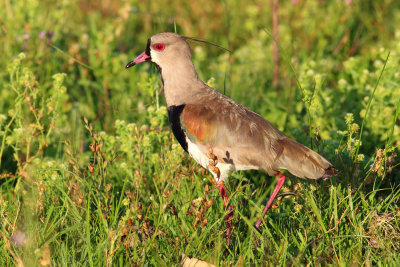 Tero tero (Vanellus chilensis)