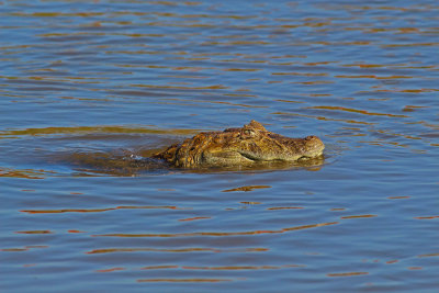 Caimn de anteojos (Caiman crocodilus)