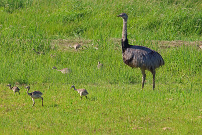 and (Rhea americana)