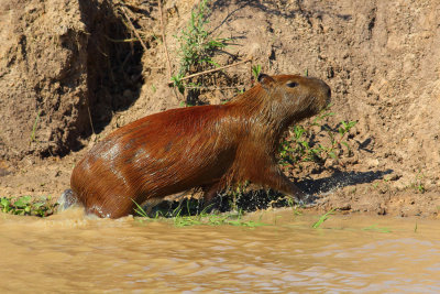 Capibara (Hydrochoerus hydrocaeris)