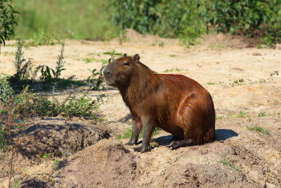 Capibara (Hydrochoerus hydrocaeris)