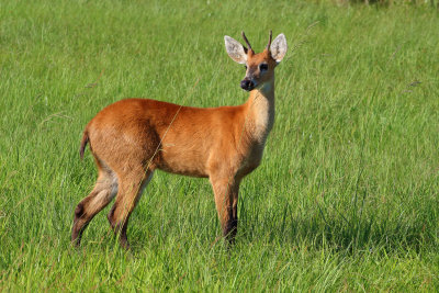 Ciervo de pantano (Blastocerus dichotomus)