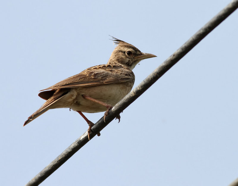 Tofslrka <br> Crested Lark<br> Galerida cristata