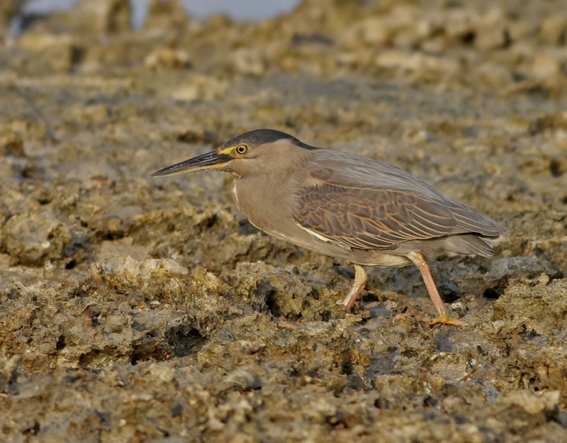 Mangrovehger <br> Striated Heron <br> Butorides striatus