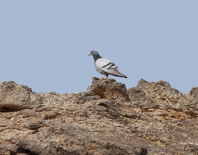 Rock Dove <br> Columbia livia