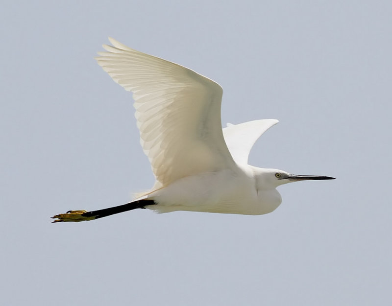 Silkeshger <br> Little Egret <br> Egretta garzetta