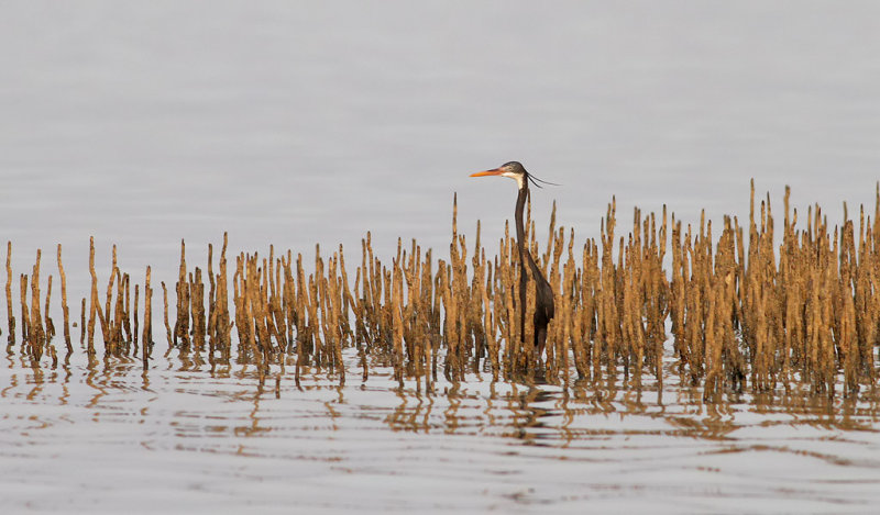 Revhger <br> Western Reef Heron<br> Egretta gularis