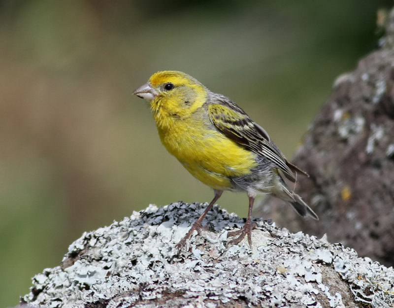 Kanariesiska  <br> Atlantic Canary <br> Serinus canaria