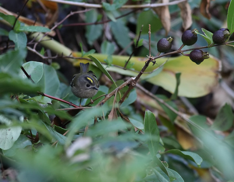 Kungsfgel <br> Goldcrest <br> Regulus regulus inermis