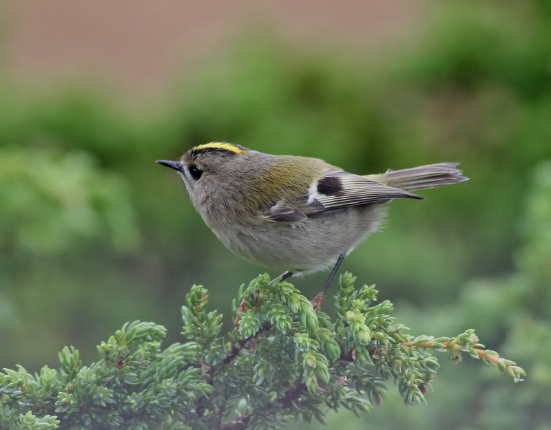 Kungsfgel <br> Goldcrest <br> Regulus regulus inermis