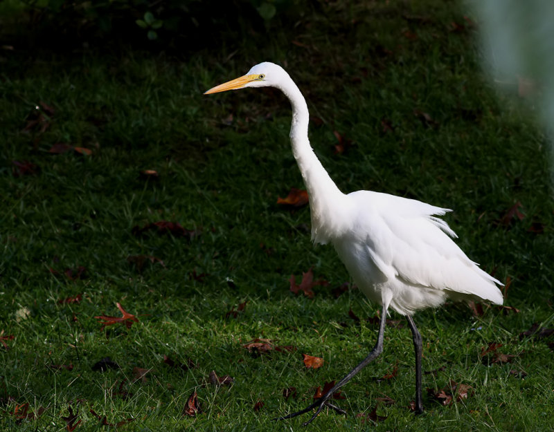 Amerikansk gretthger <br> American Great Egret <br> Egretta alba egretta