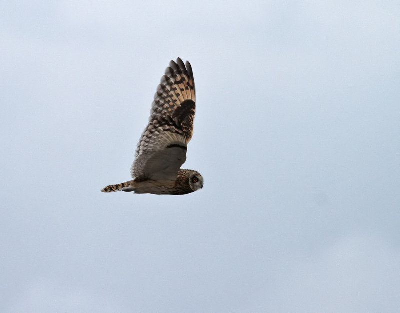 Jorduggla<br> Asio flammeus<br> Short-eared Owl