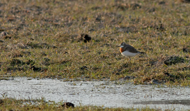 Caspian Plover <br> Kaspisk pipare <br> Charadrius asiaticus