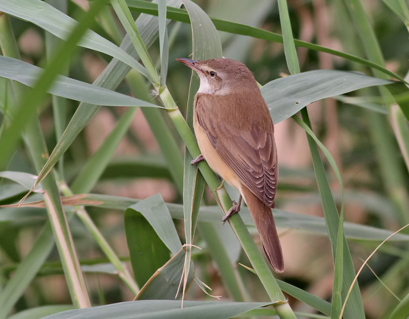 Trastsngare <br> Great Reed Warbler <br> Acrocephalus arundinaceus