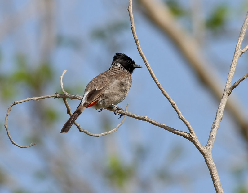 Rdgumpad bulbyl <br> Red-vented Bulbul <br> Pycnonotus cafer