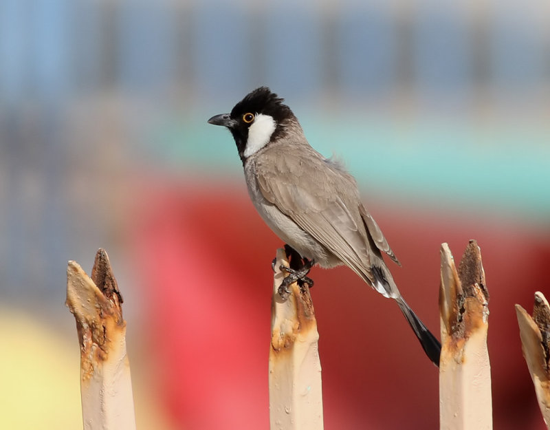 Vitkindad bulbyl <br> White-eared Bulbul <br> Pycnonotus leucotis 