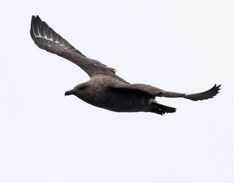 Sydpolslabb <br> South Polar Skua <br> Stercorarius maccormicki