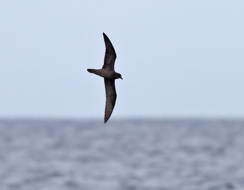 Spetsstjrtad petrell <br>Bulwers petrel<br>Bulweria bulverii
