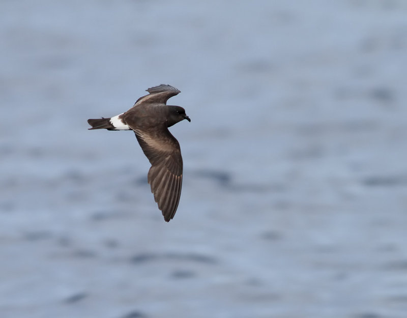 Monteiros Storm-petrel <br> Oceanodroma monteiroi