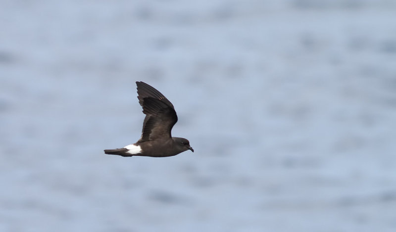 Monteiros Storm-petrel <br> Oceanodroma monteiroi