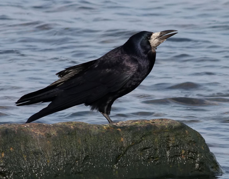 Rka <br> Rook<br> Corvus frugilegus