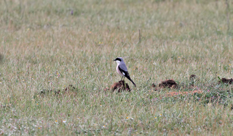 Svartpannad trnskata <br> Lesser Grey Shrike <br> Lanius minor