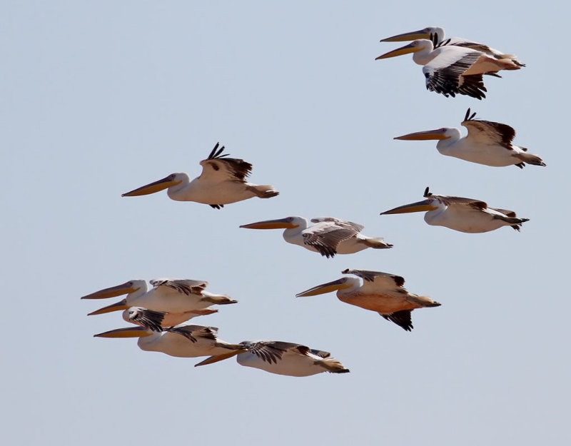 Vit pelikan <br> White Pelican <br> Pelecanus onocrotalus