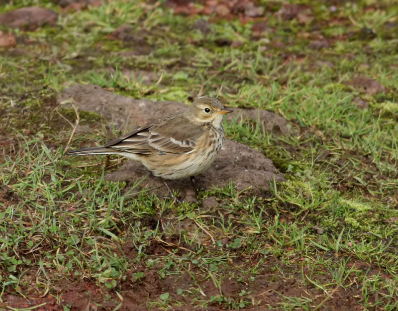 Hedpiplrka <br> Buff-bellied pipit (American Pipit) <br> Anthus rubescens rubescens
