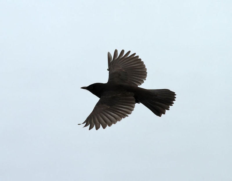Koltrast <br> Blackbird <br> Turdus merula azorensis