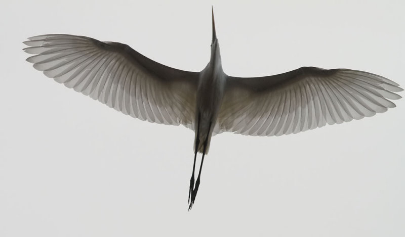 Amerikansk gretthger <br> American Great Egret <br> Egretta alba egretta