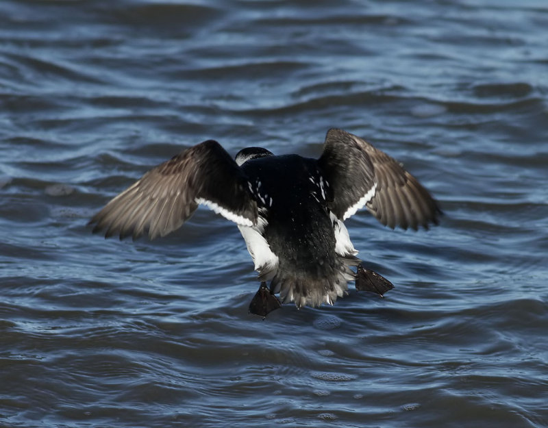 Alkekung <br> Little Auk <br> Alle alle