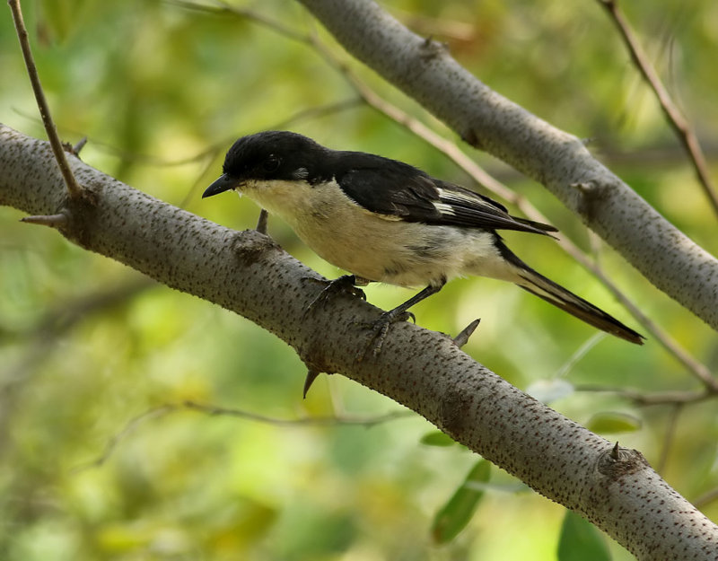 Fiscal Flycatcher <br> Sigelus silens