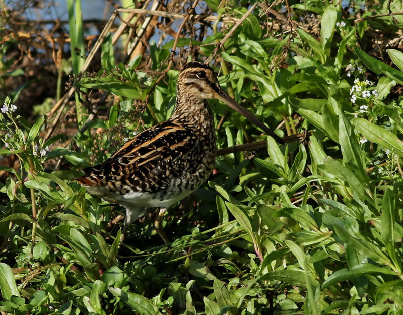 African snipe <br> Gallinago nigripennis