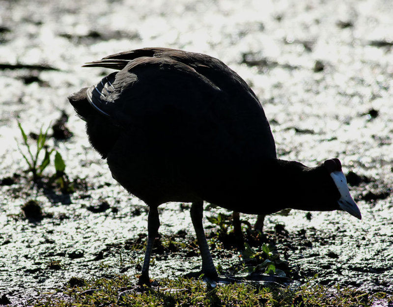 Kamsothna <br>Fulica cristata<br>Crested (Red-knobbed) Coot