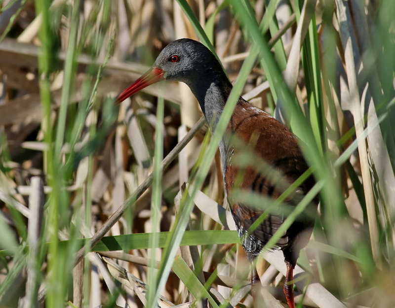 Afrikansk rall <br>  African Rail <br> Rallus caerulescens